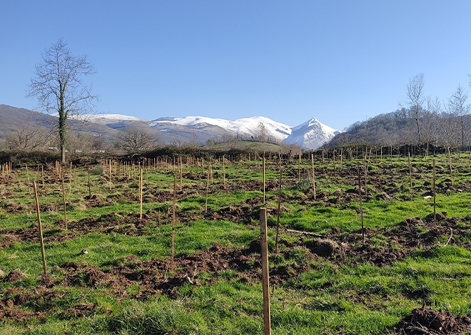 Dans les Pyrénées-Atlantiques, le projet de reforestation de la vallée d’Hergaraï, piloté par la SCIC Sugarai avec l’appui du CRPF, a obtenu le label bas carbone
