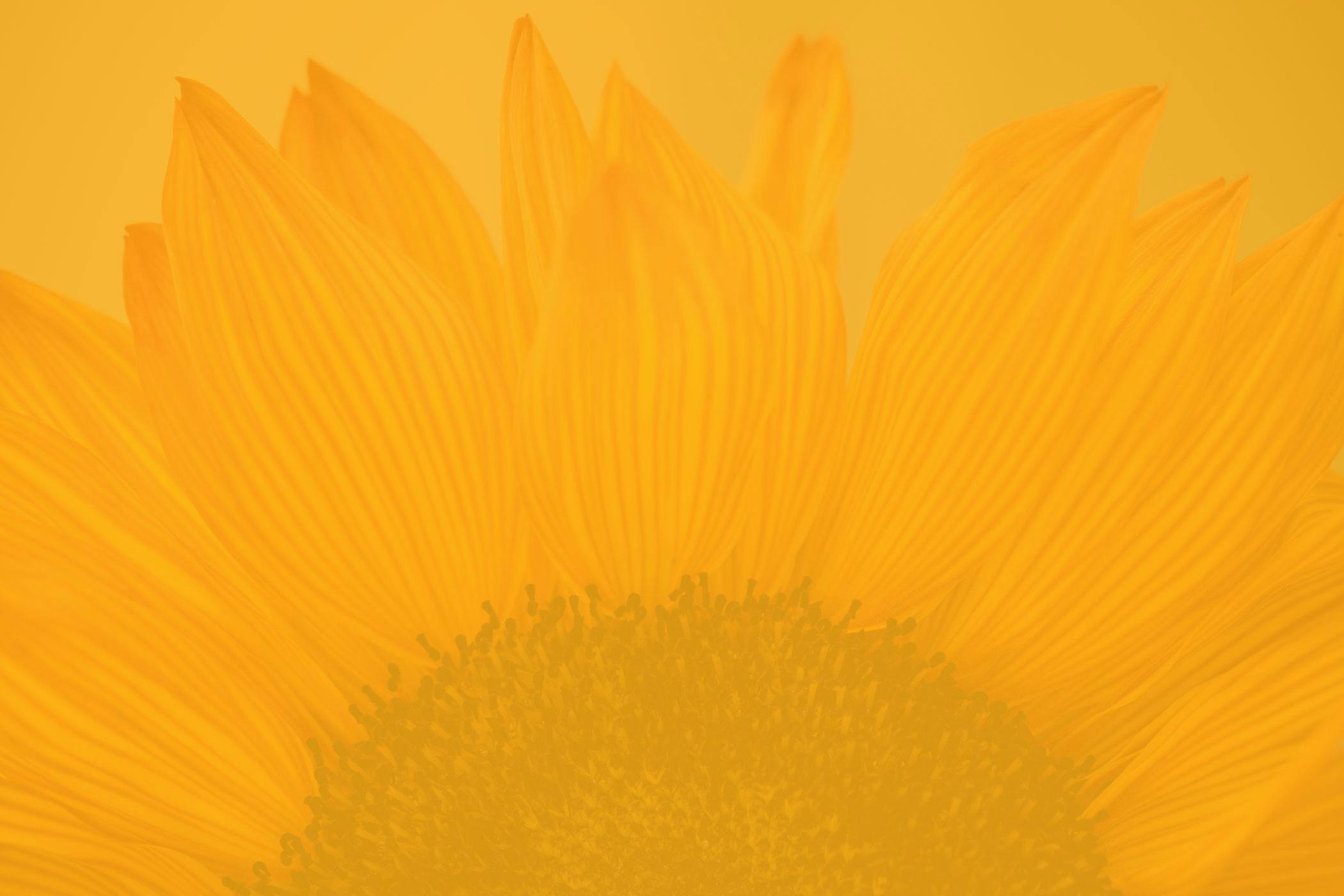 decorative background image of flower