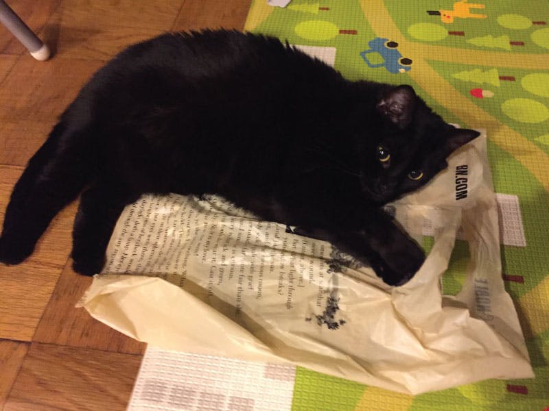 Cat lying on a plastic bag