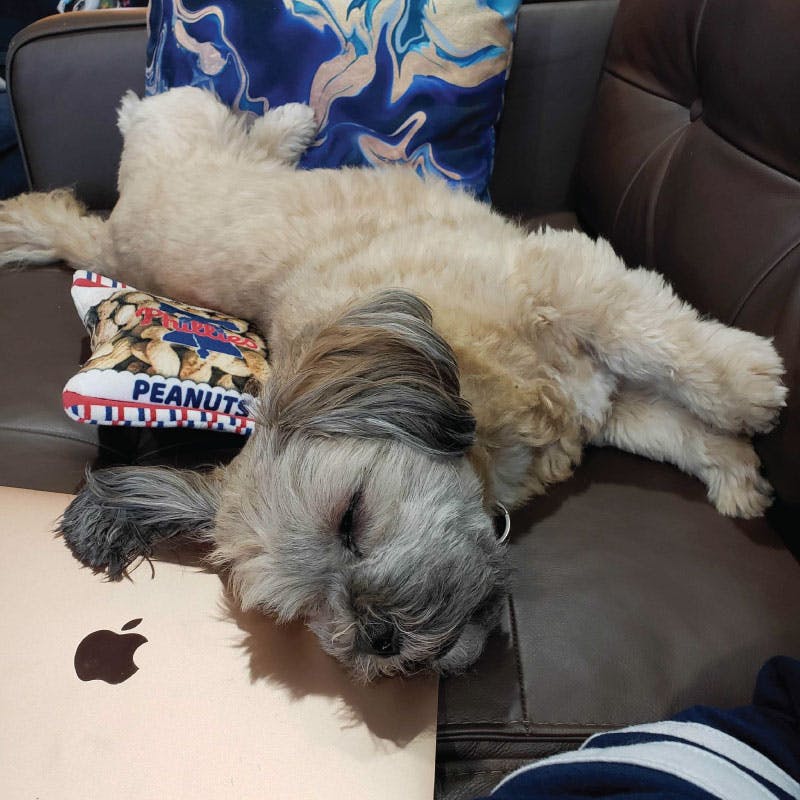 Dog sleeping on a couch with a laptop and a bag of peanuts