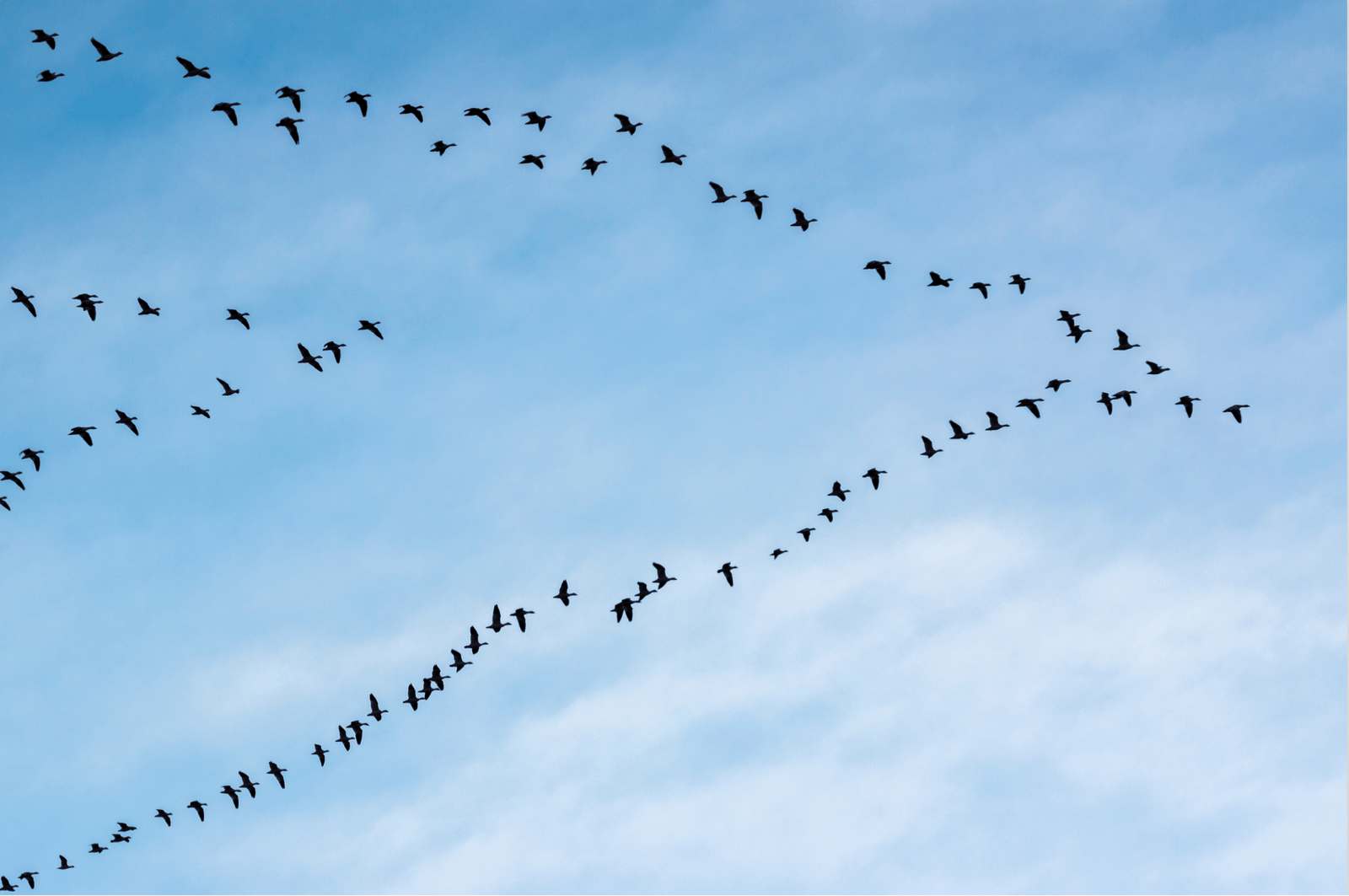 Flock of geese flying in a V formation