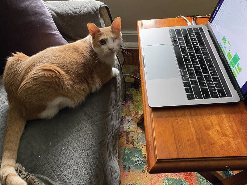 Cat sitting on a chair in front of a laptop