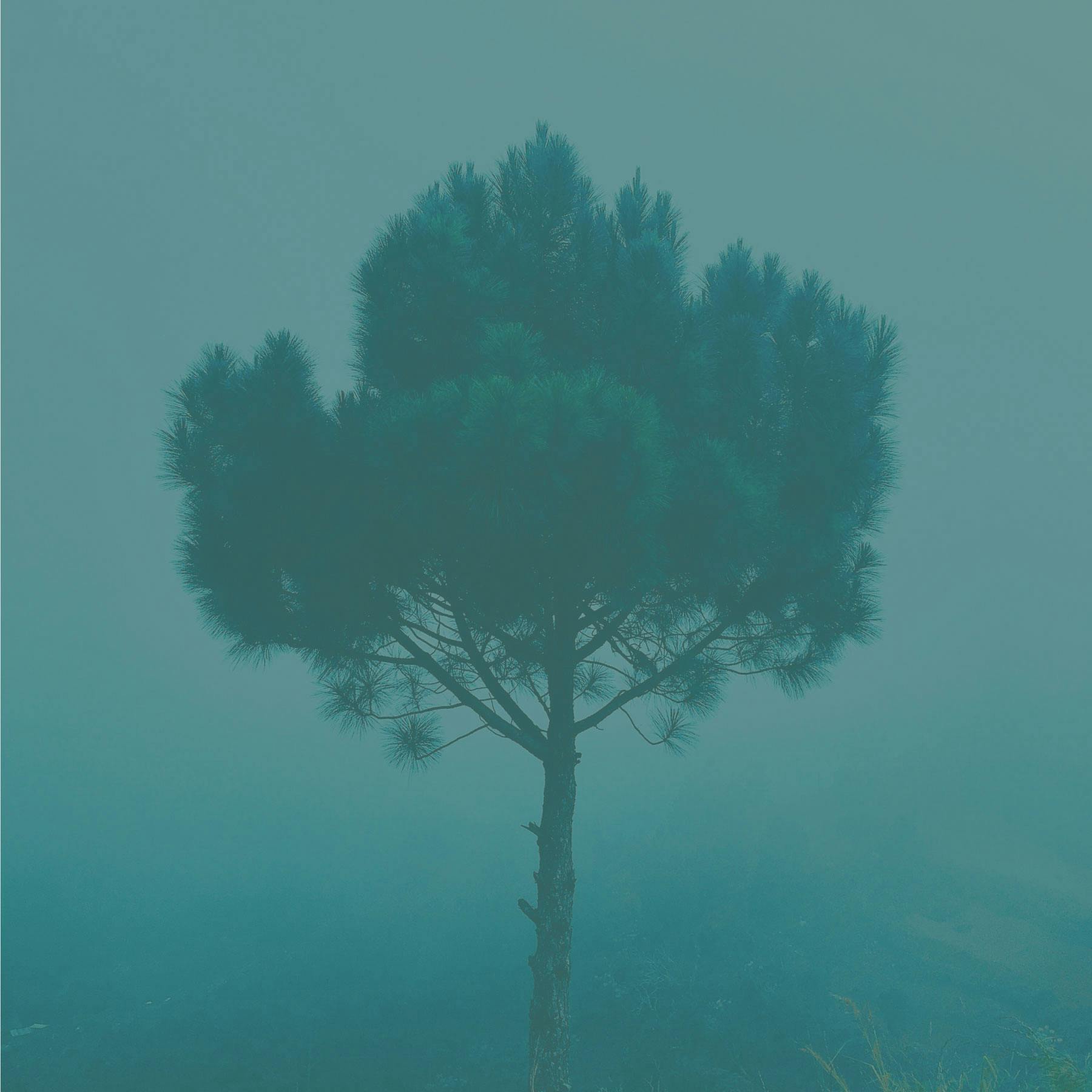 A lone pine tree