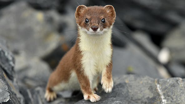 Photo of a weasel