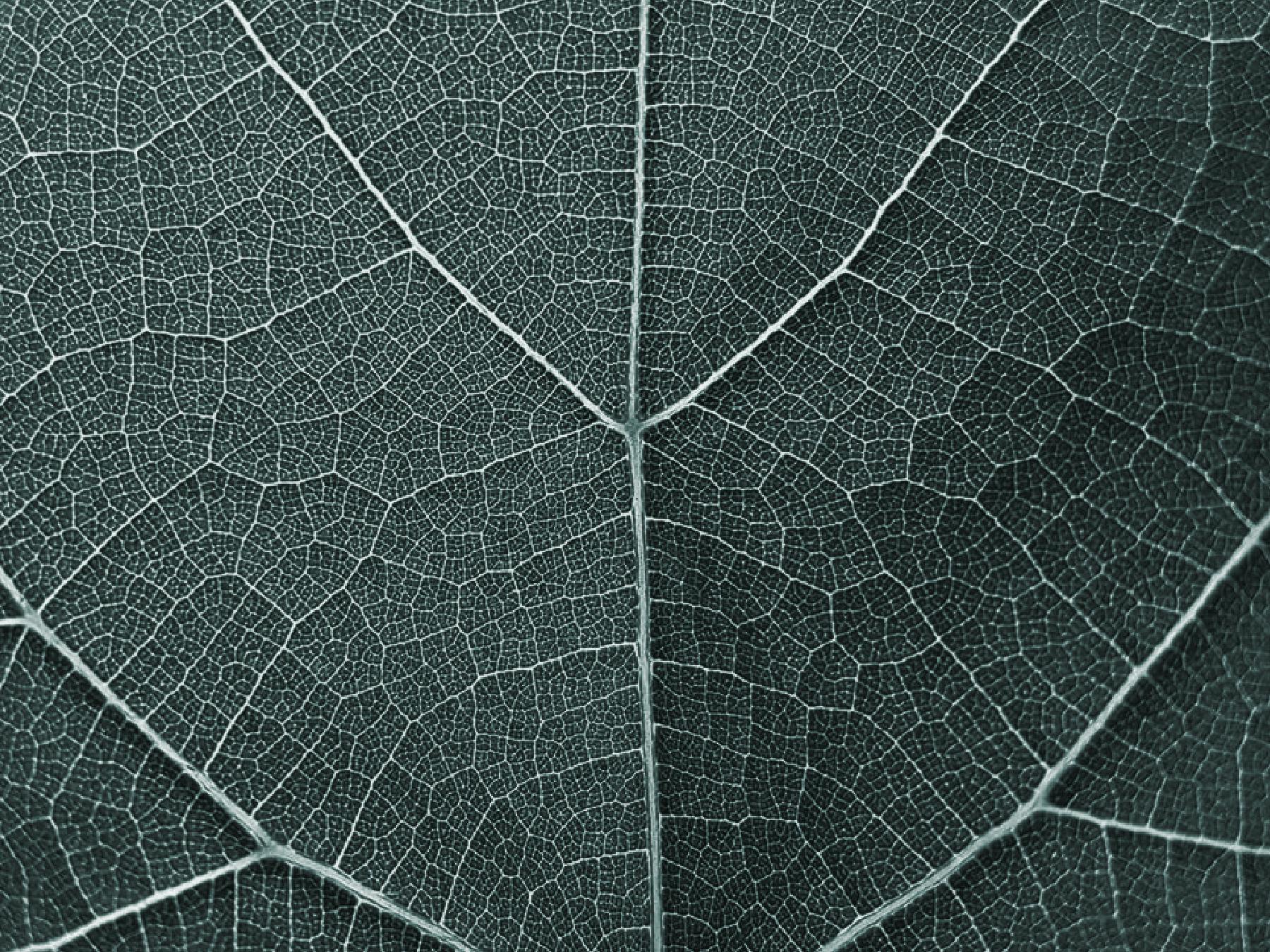 The veins of a leaf are shown.