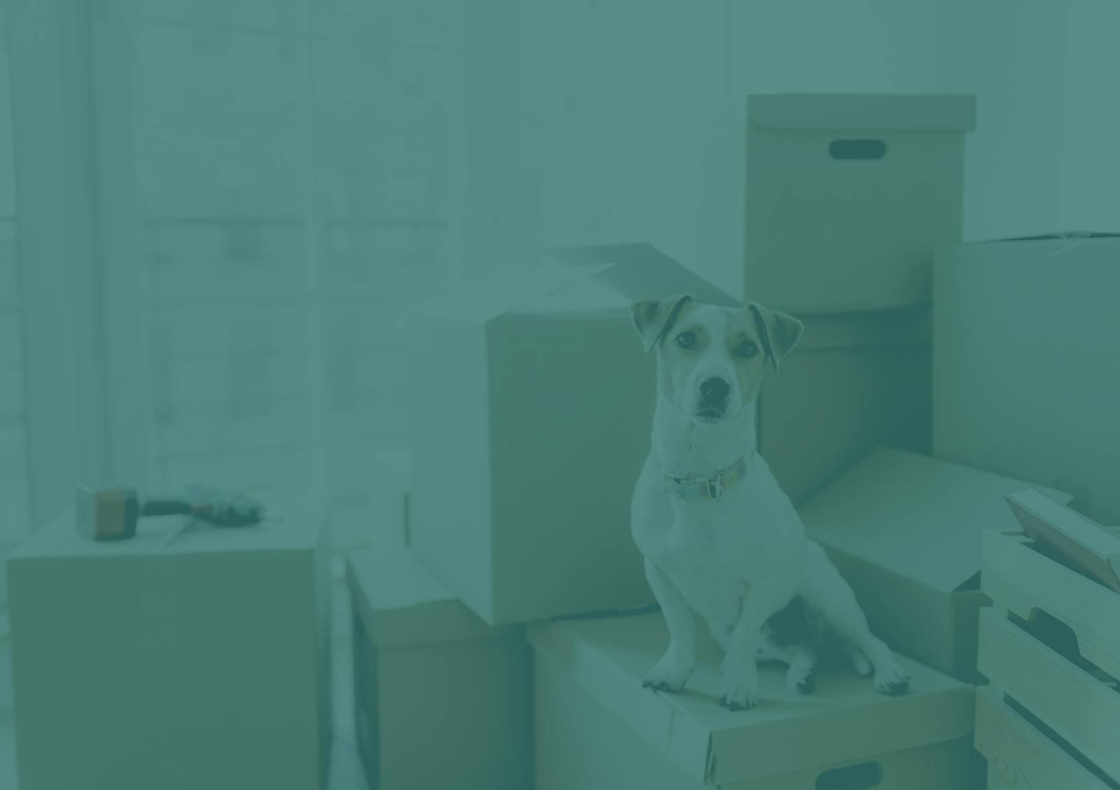 A Jack Russell Terrier sits on a stack of moving boxes.