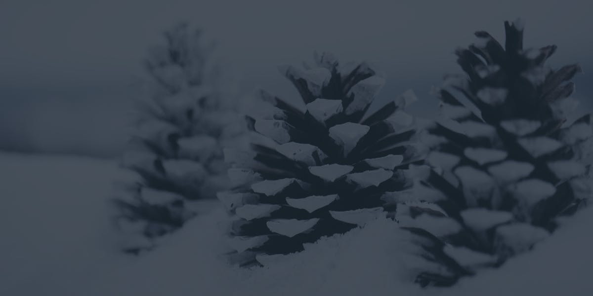 Three pinecones are partially covered in snow.