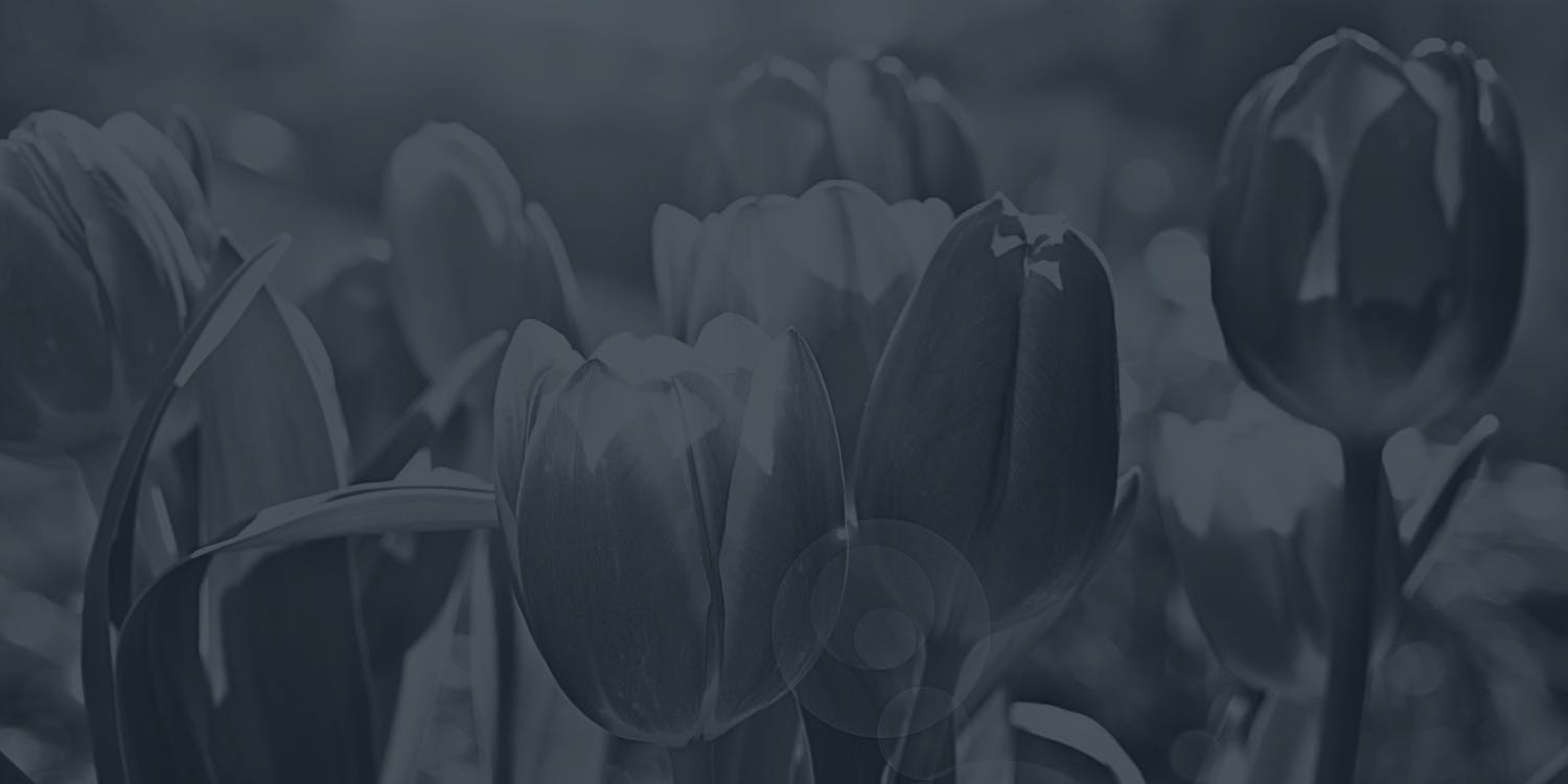 A group of tulips is shown.