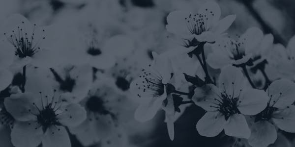 Close-up of cherry blossoms in bloom.
