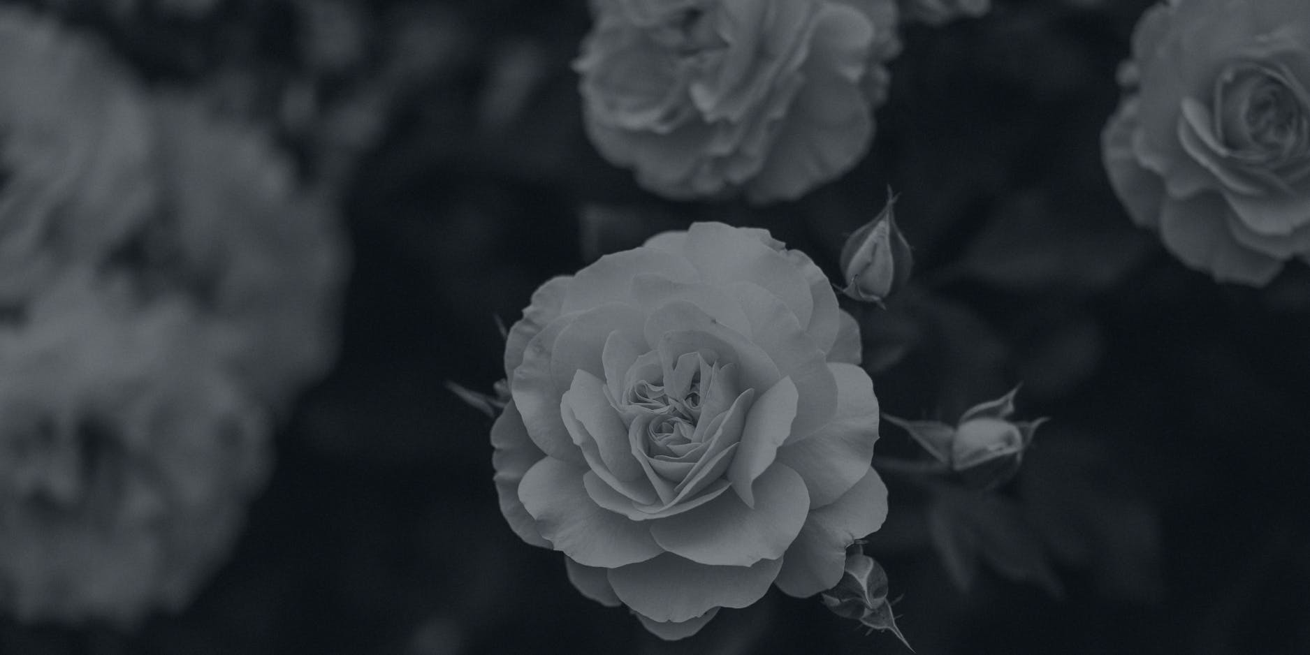 B&W image of a rose bush