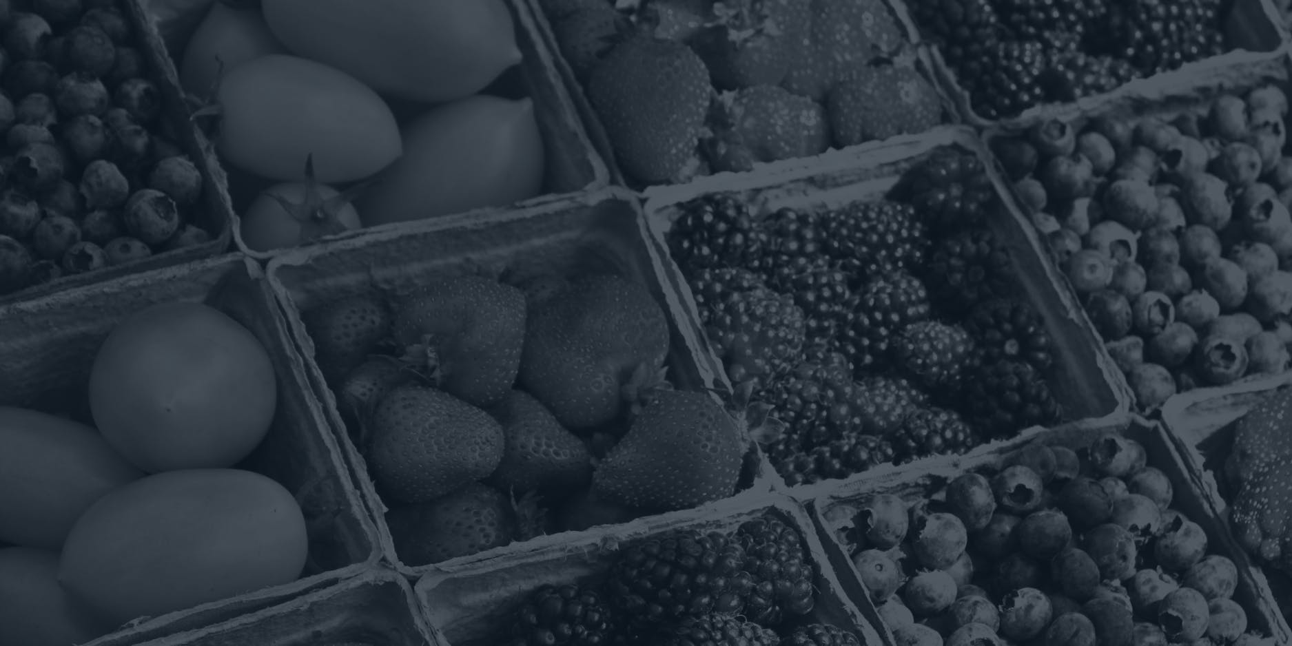 BW image of produce baskets filled with various fruits including blueberries, strawberries, blackberries, and tomatoes.