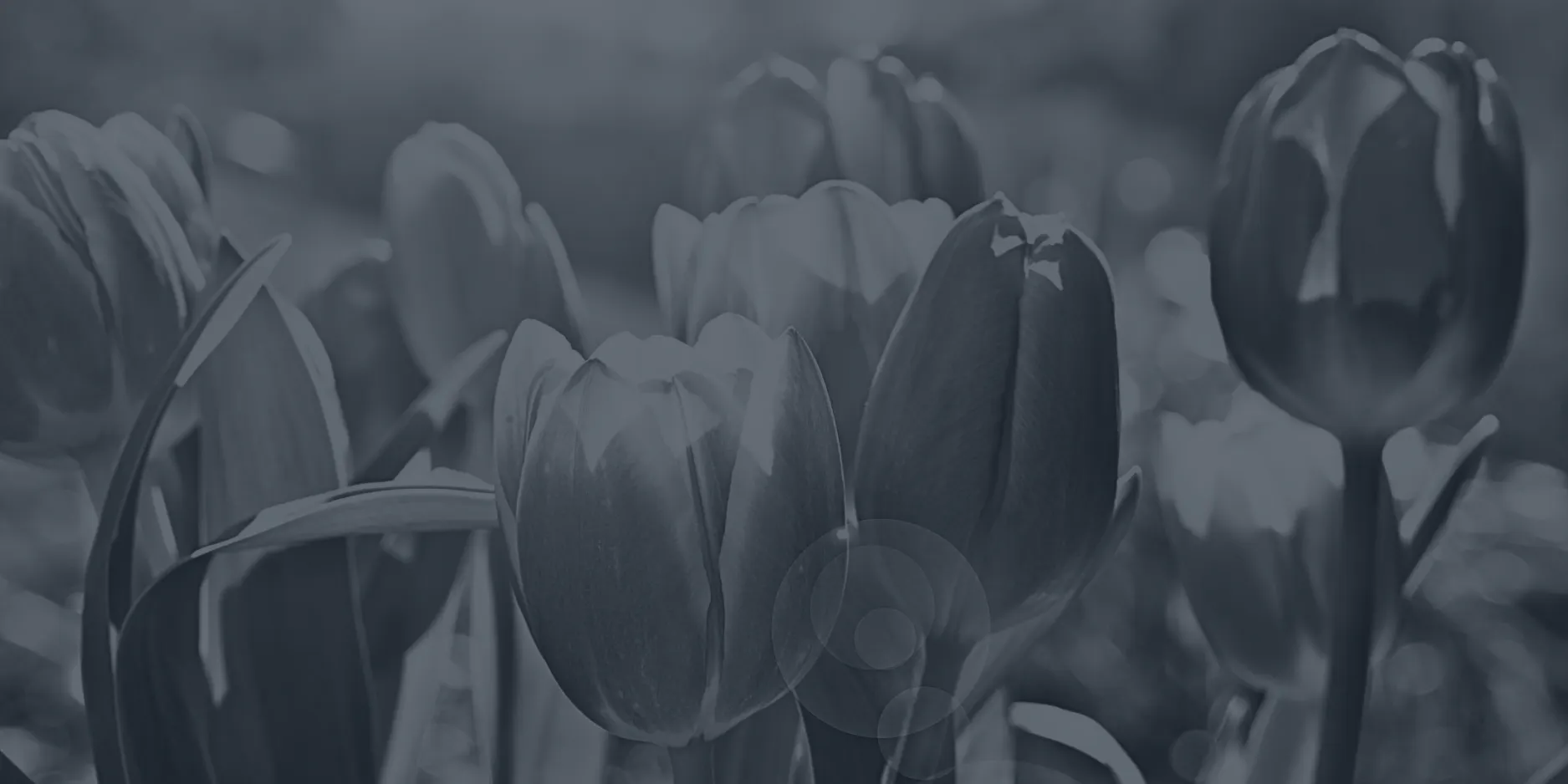 Desaturated photo of tulips.