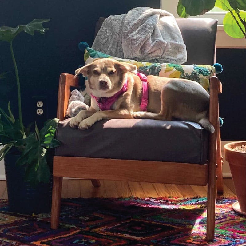 Dog sitting on a chair