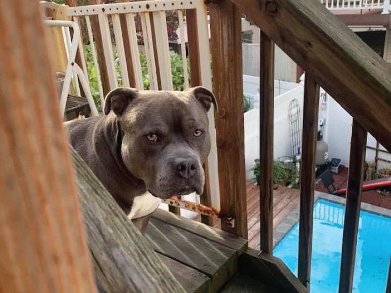 Dog standing on a wooden deck and looking at the camera