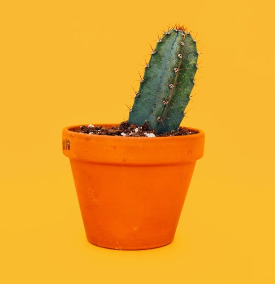 Outro cacto pequeno em um vaso laranja