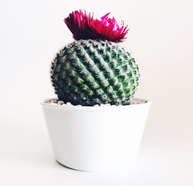 Cacto florido em um vaso redondo branco