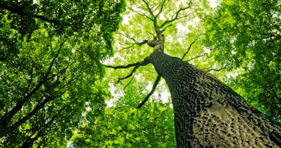 Are Electric Cars Better For The Environment?