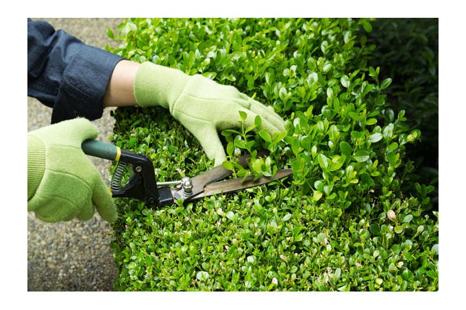 Jardinier taillant une haie