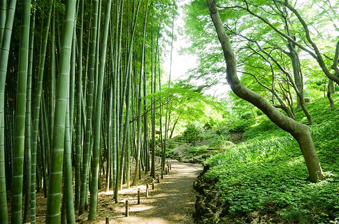 Le bambou(Fargesia) 