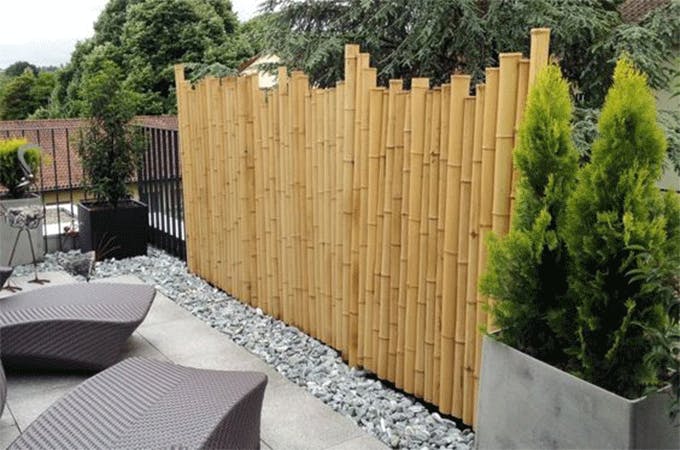 Les bambous sans clôture