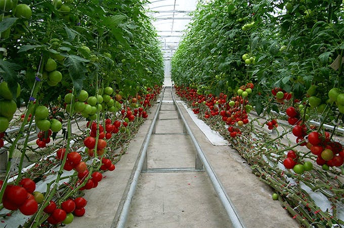 les tomates sous la serre