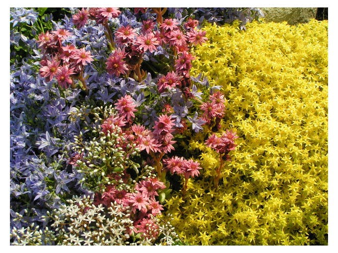 Massif de fleurs