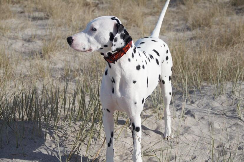 Classic Camo Dog Collars - Dalmatian