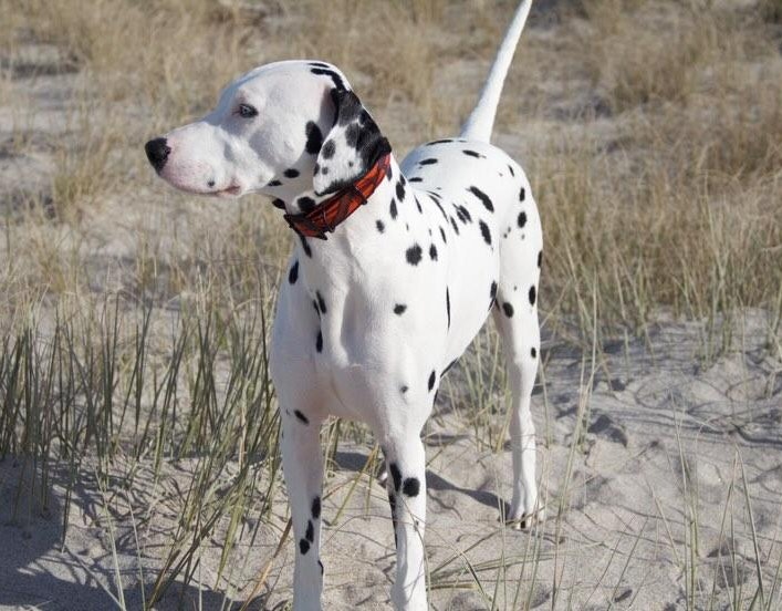 Classic Camo Dog Collars - Dalmatian