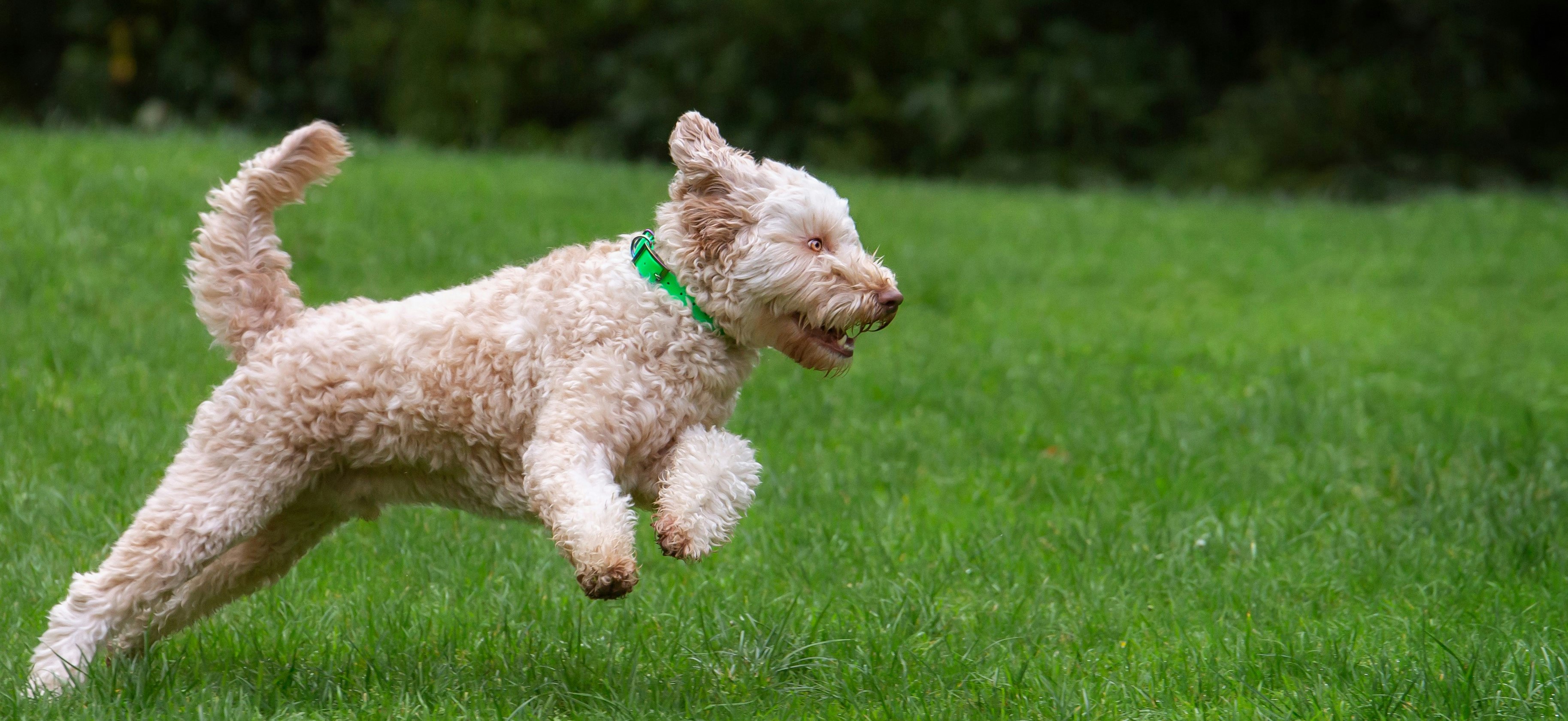 Dog Measurement Guide - Labradoodle