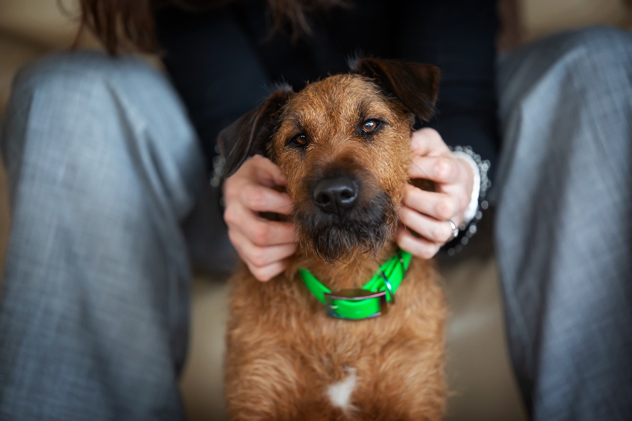 Quigley Irish Terrier