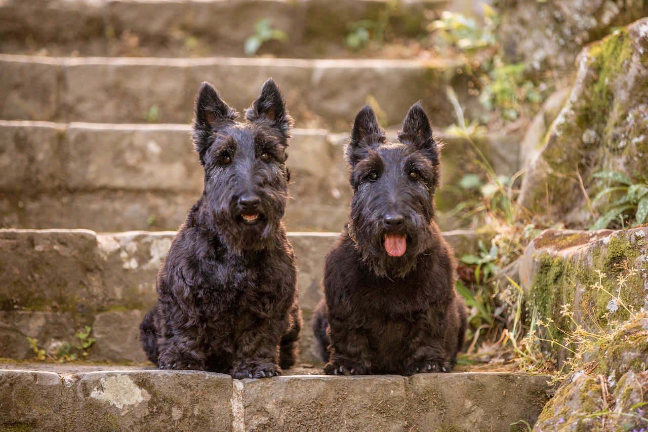 McBean and Truffle Scottish Terriers