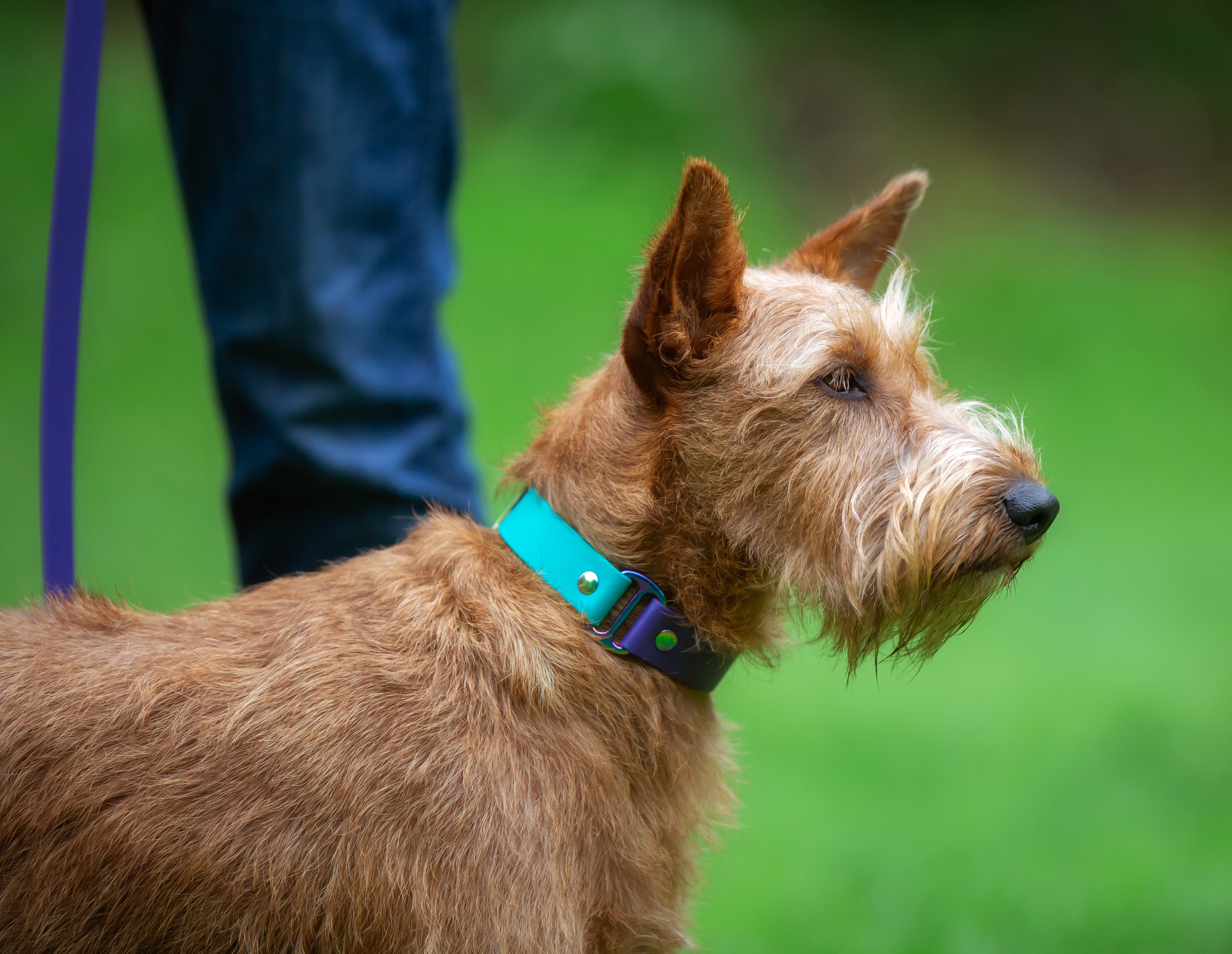 Two-Tone Dog Collar - on Irish Terrier
