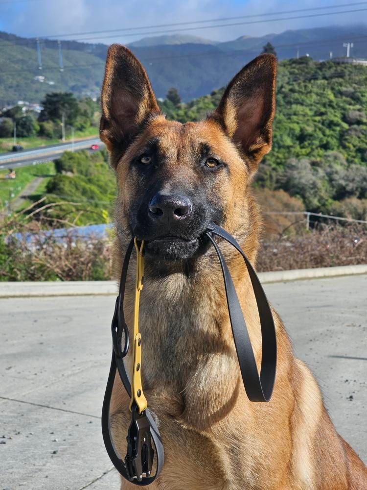 Tactical Dog Lead - German Shephard