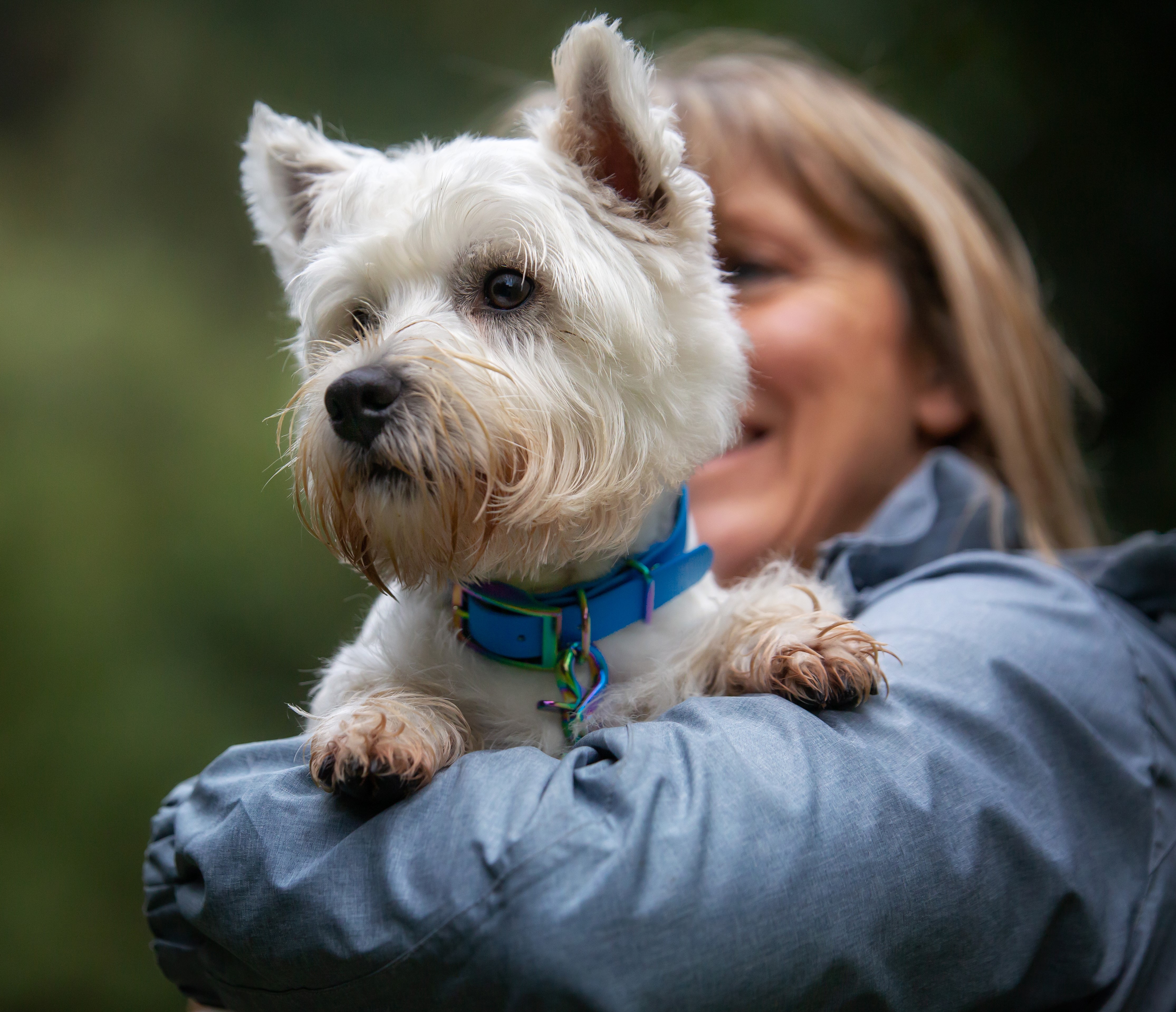 Classic Dog Collar - on West Highland Terrier