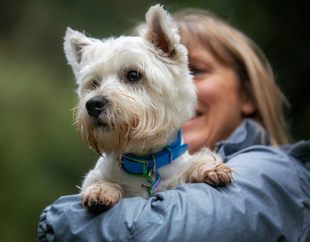 Classic Dog Collar - on West Highland Terrier