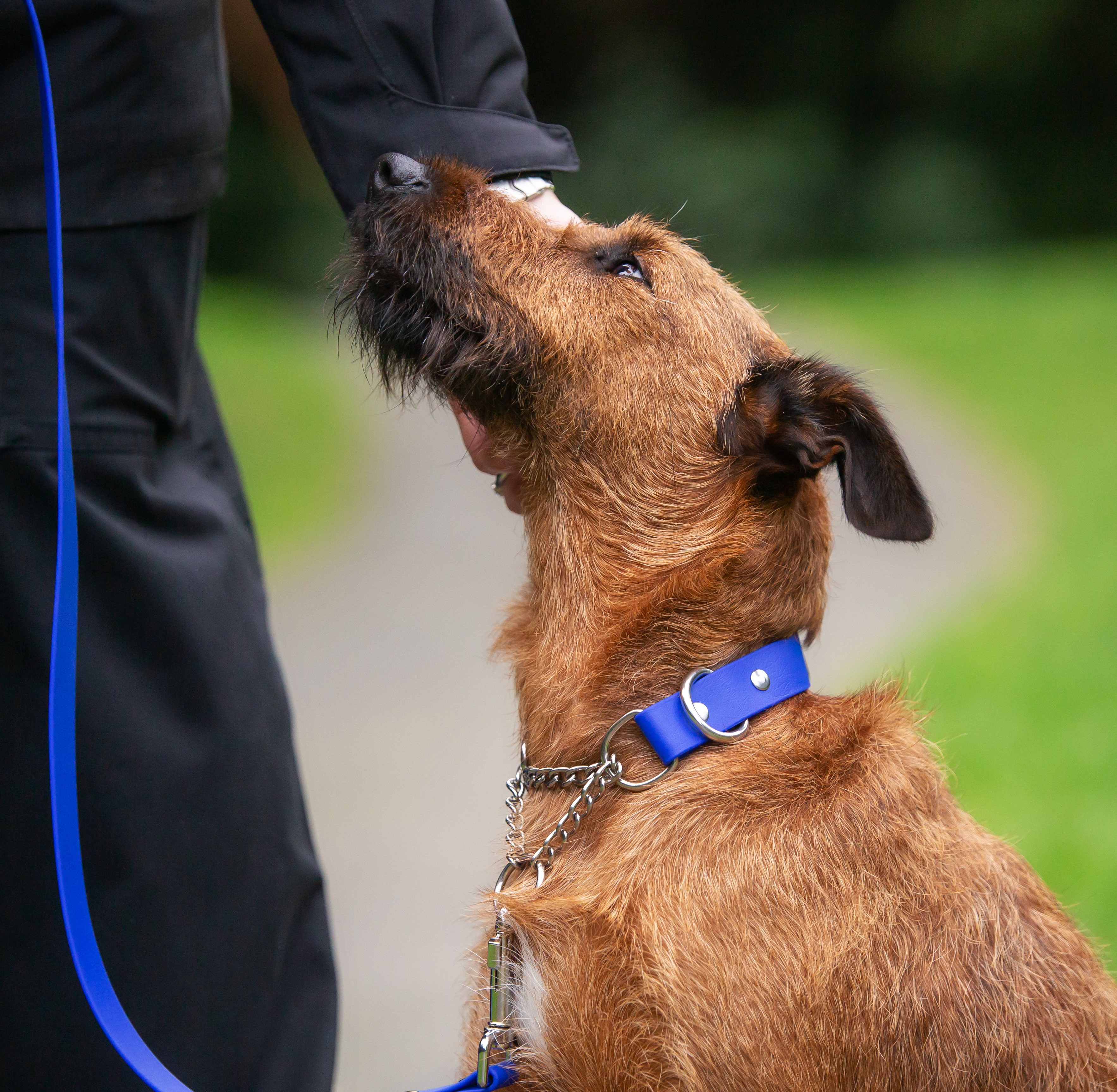 Secure Martingale Dog Collar - Irish Terrier