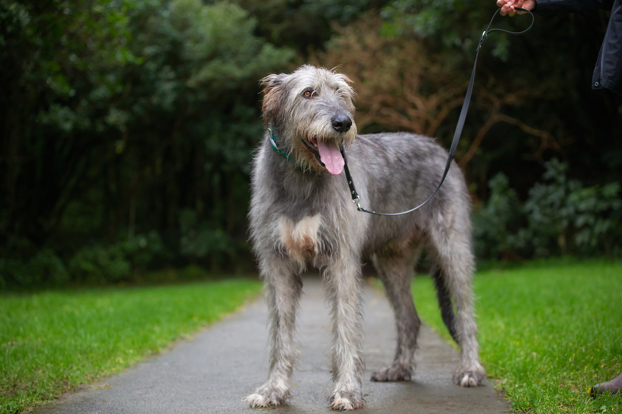 Macdara Irish Wolfhound