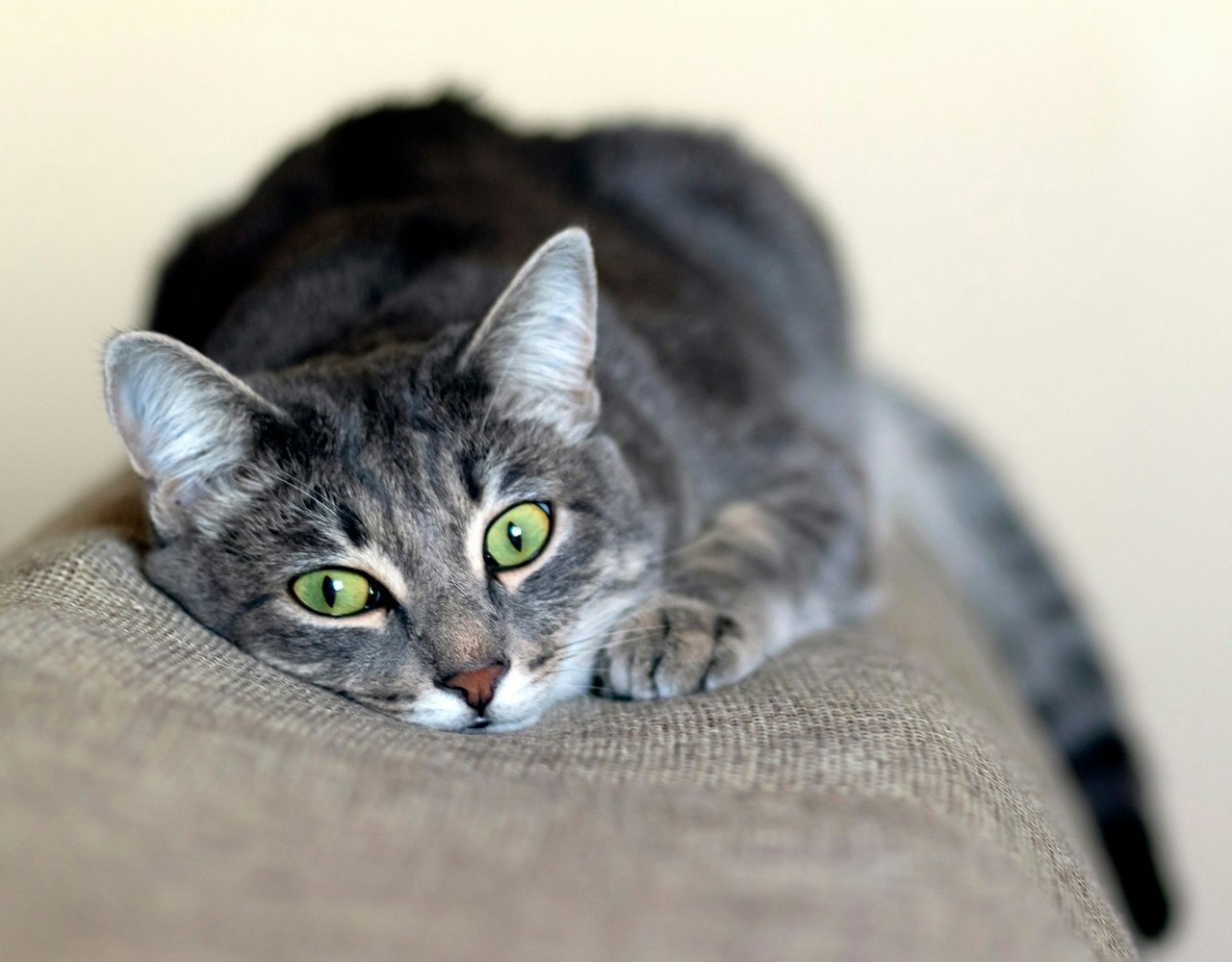 Cat on Couch