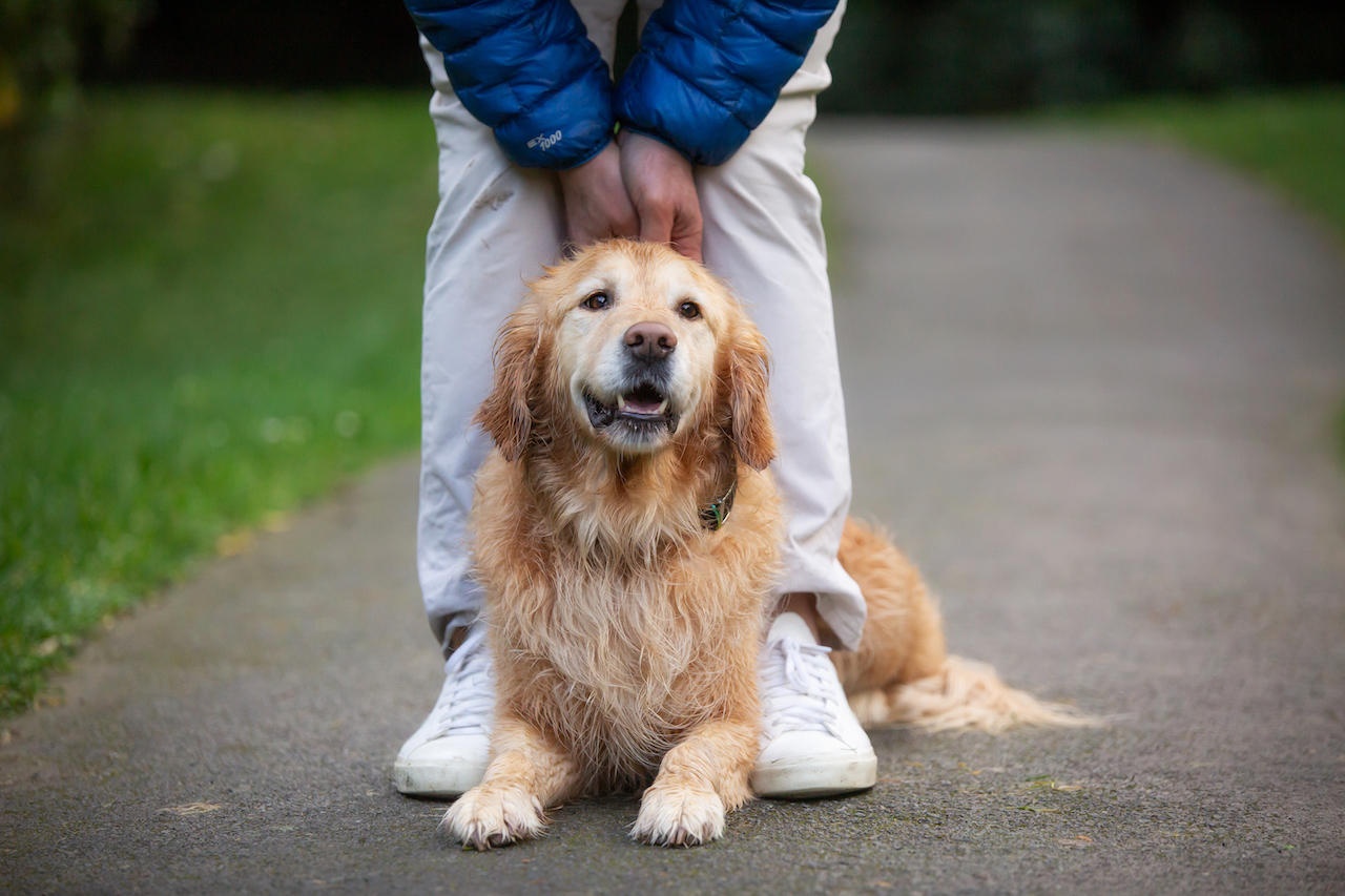 Kōwhai Golden Retriever