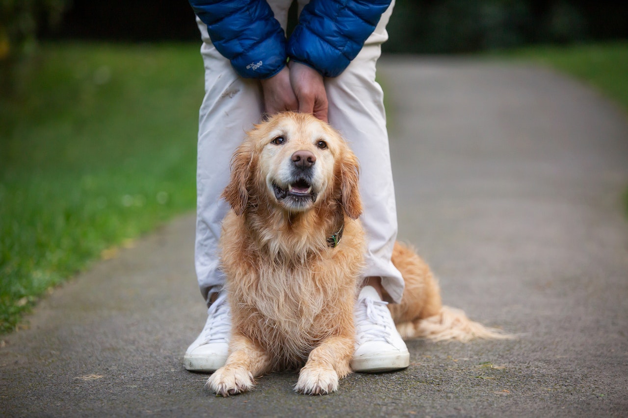 Kōwhai Golden Retriever