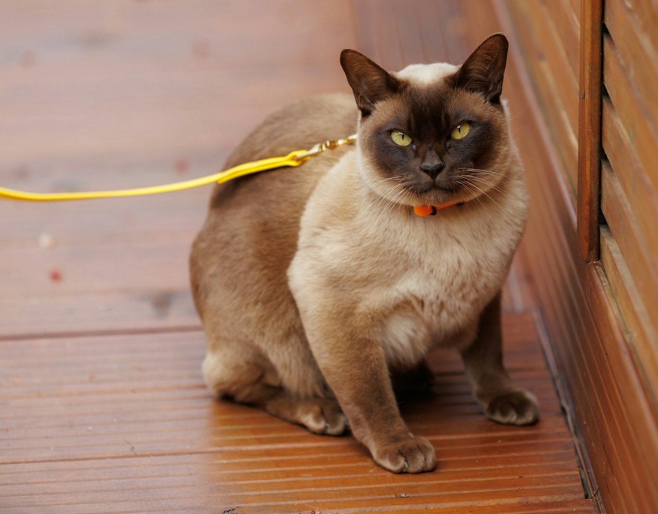 Streamlined Lead on Cat