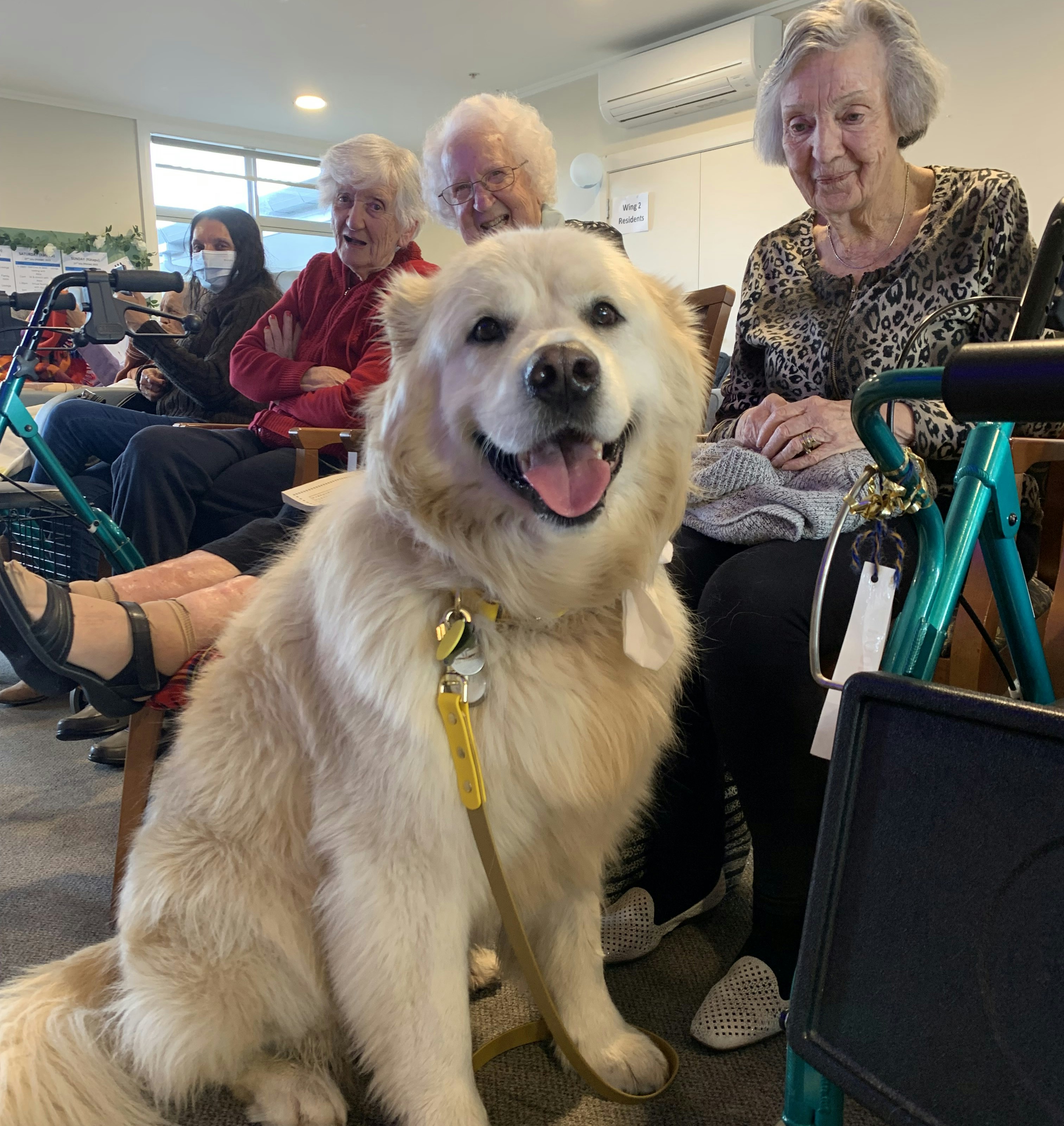 St John Therapy Pet - wearing Led & Collared gear