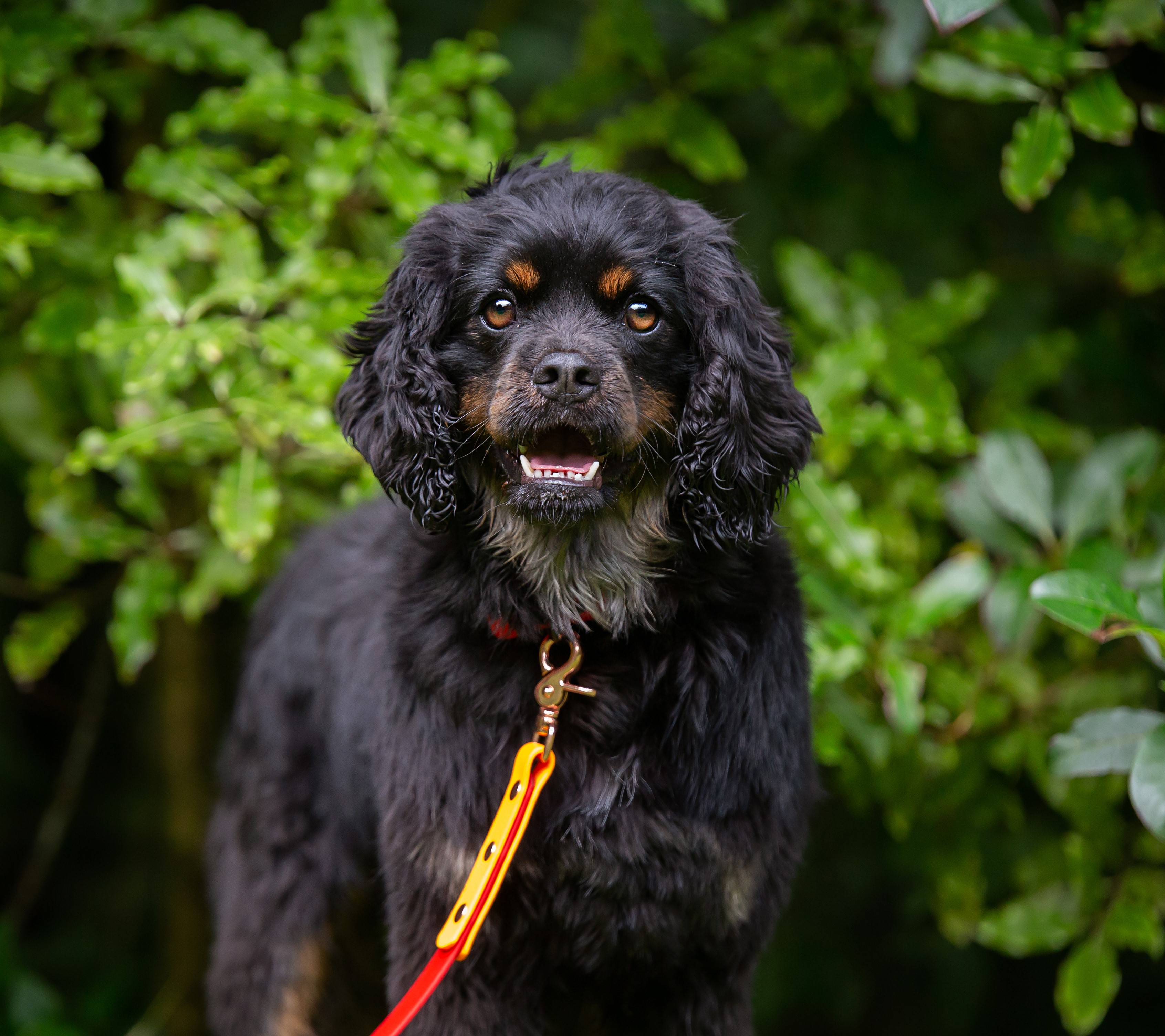 Adjustable Lead - King Charles Cavalier Spaniel x Lowchen