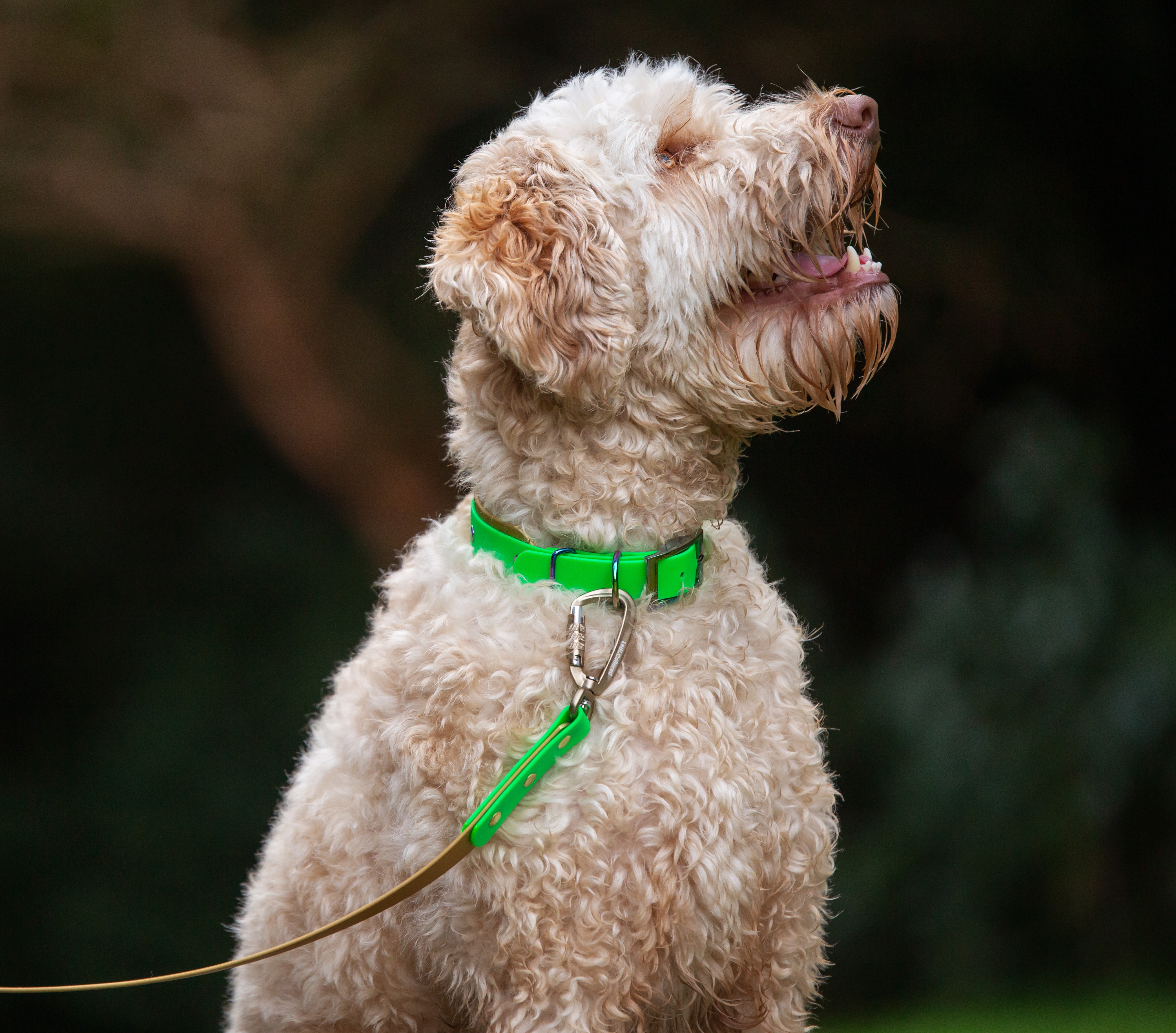 Double Dog Collar - on Labradoodle