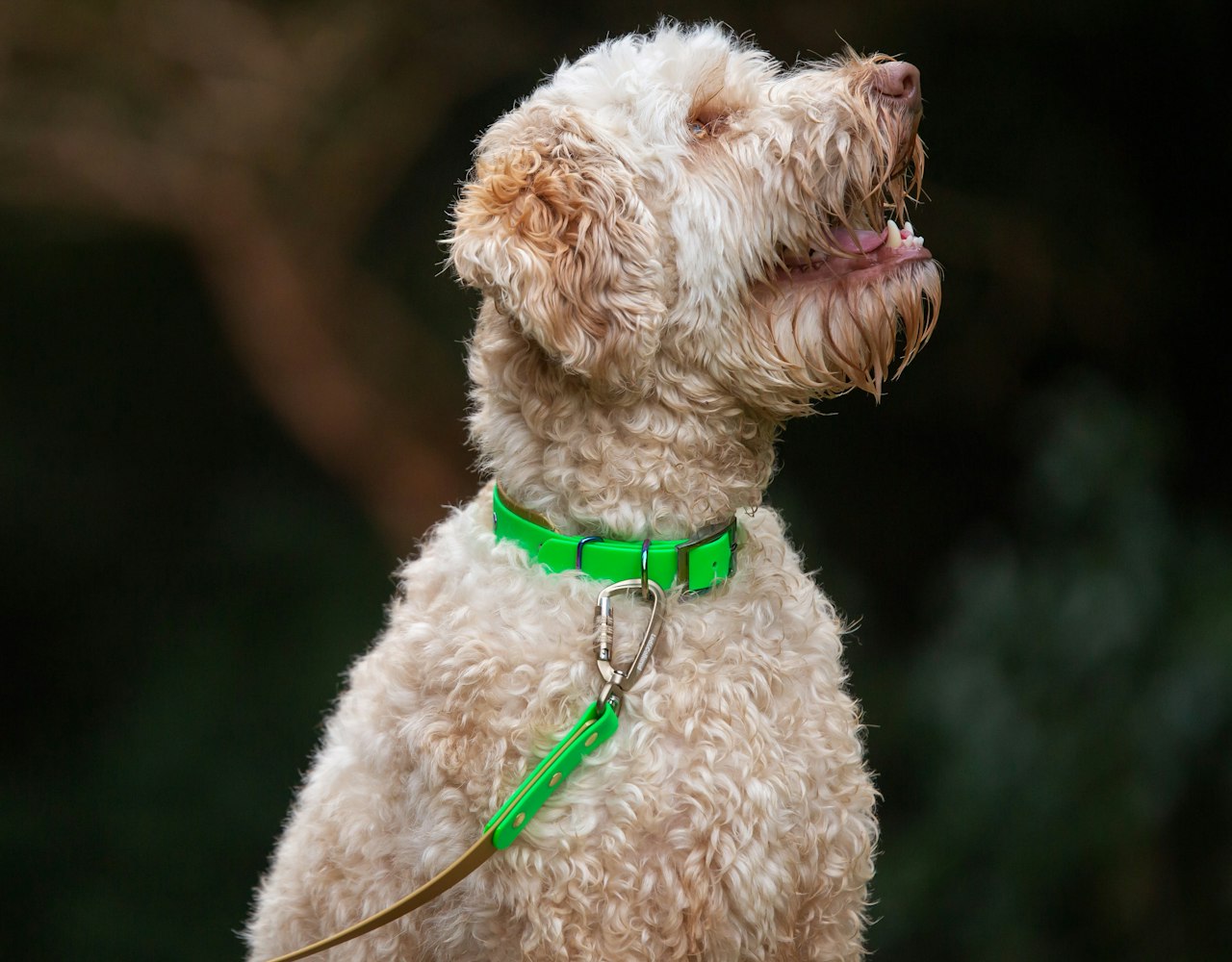 Two-Tone Carabiner Lead - Gold and Green, Labradoodle
