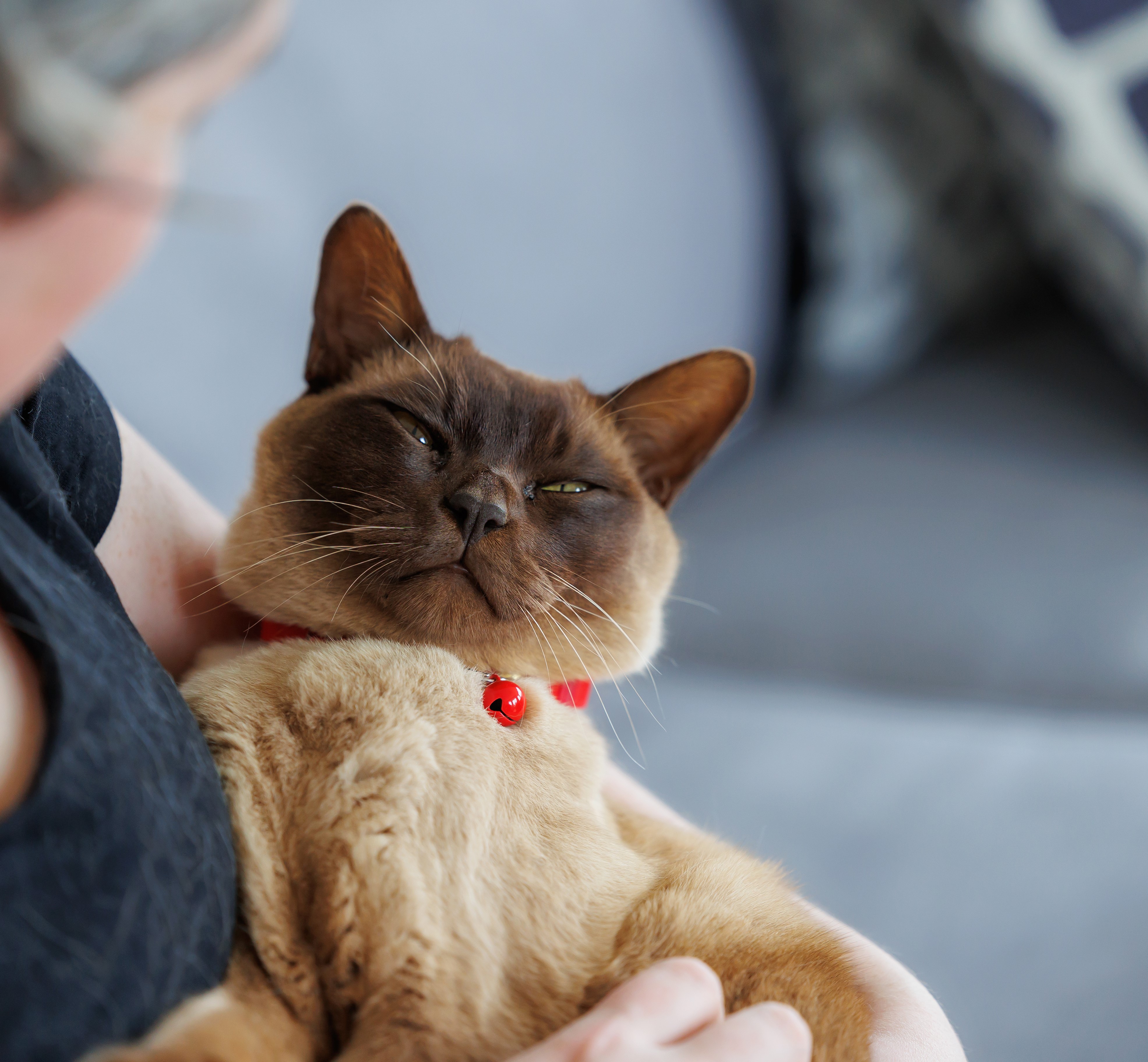 Red Candy Cat Bell on Burmese Cat