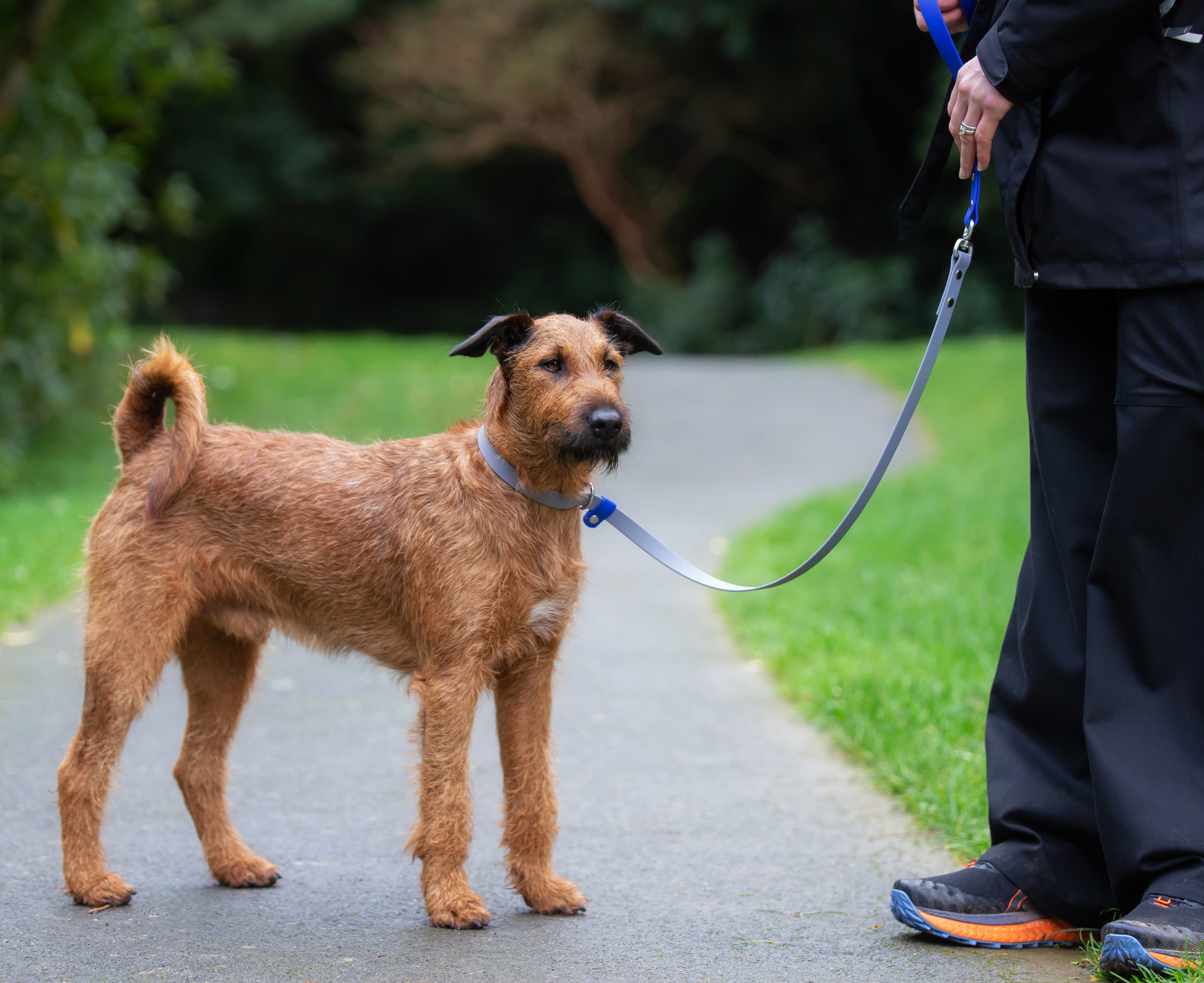Dog Slip Lead - on Irish Terrier