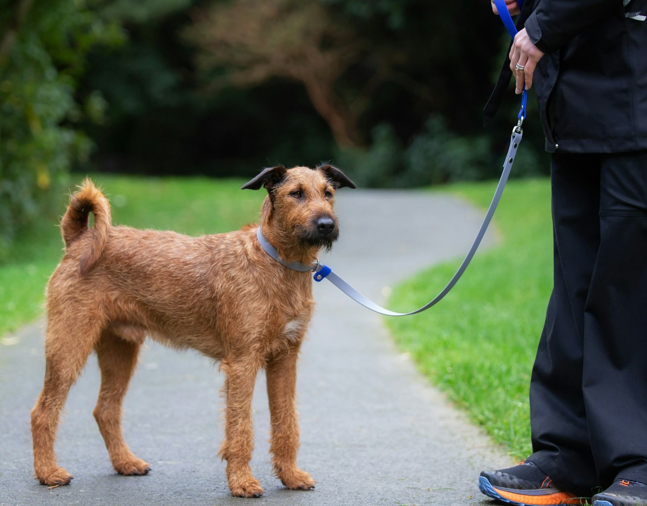 Dog Slip Lead - on Irish Terrier