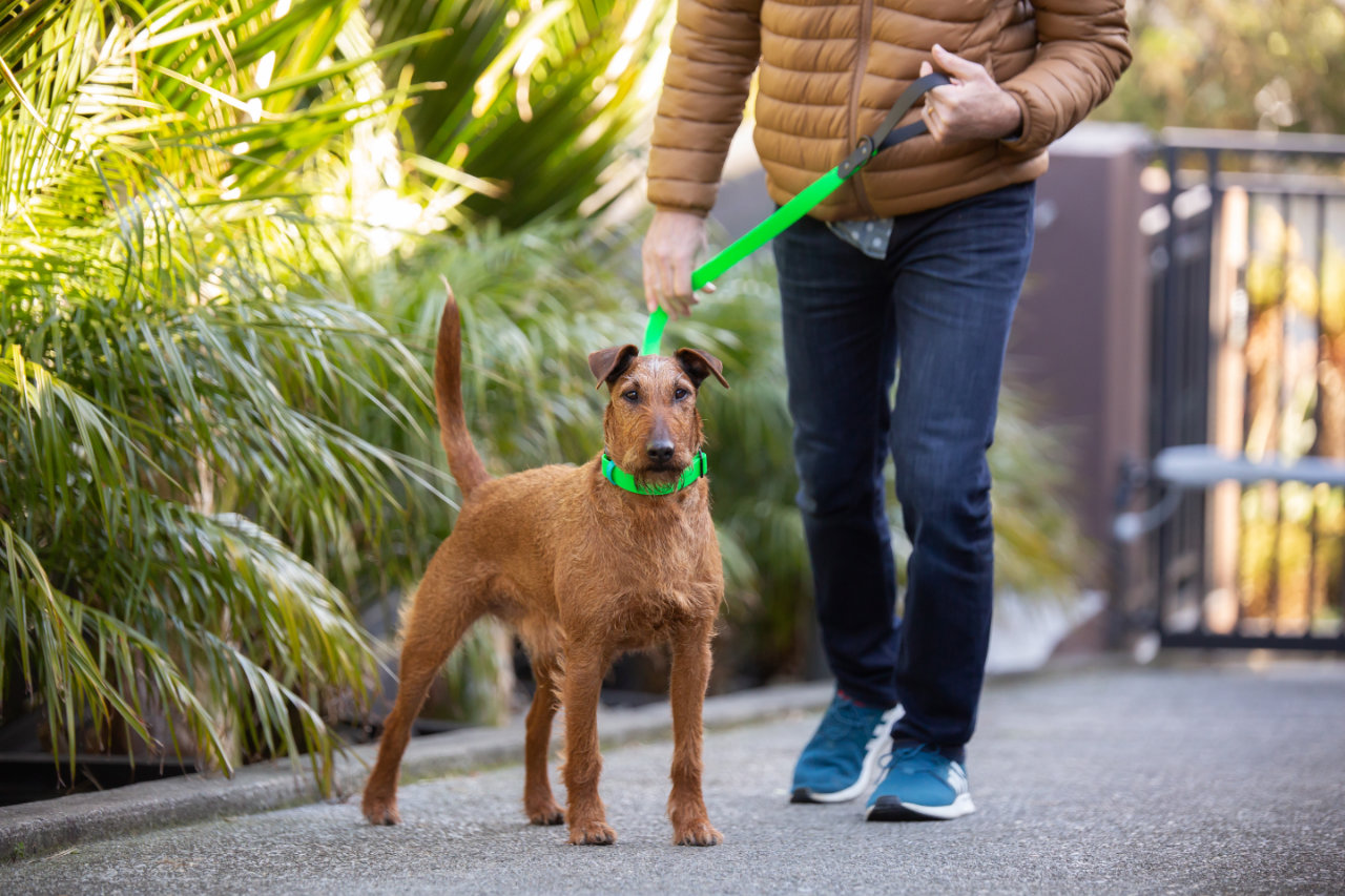 Dog Two-Tone Classic Lead - Irish Terrier