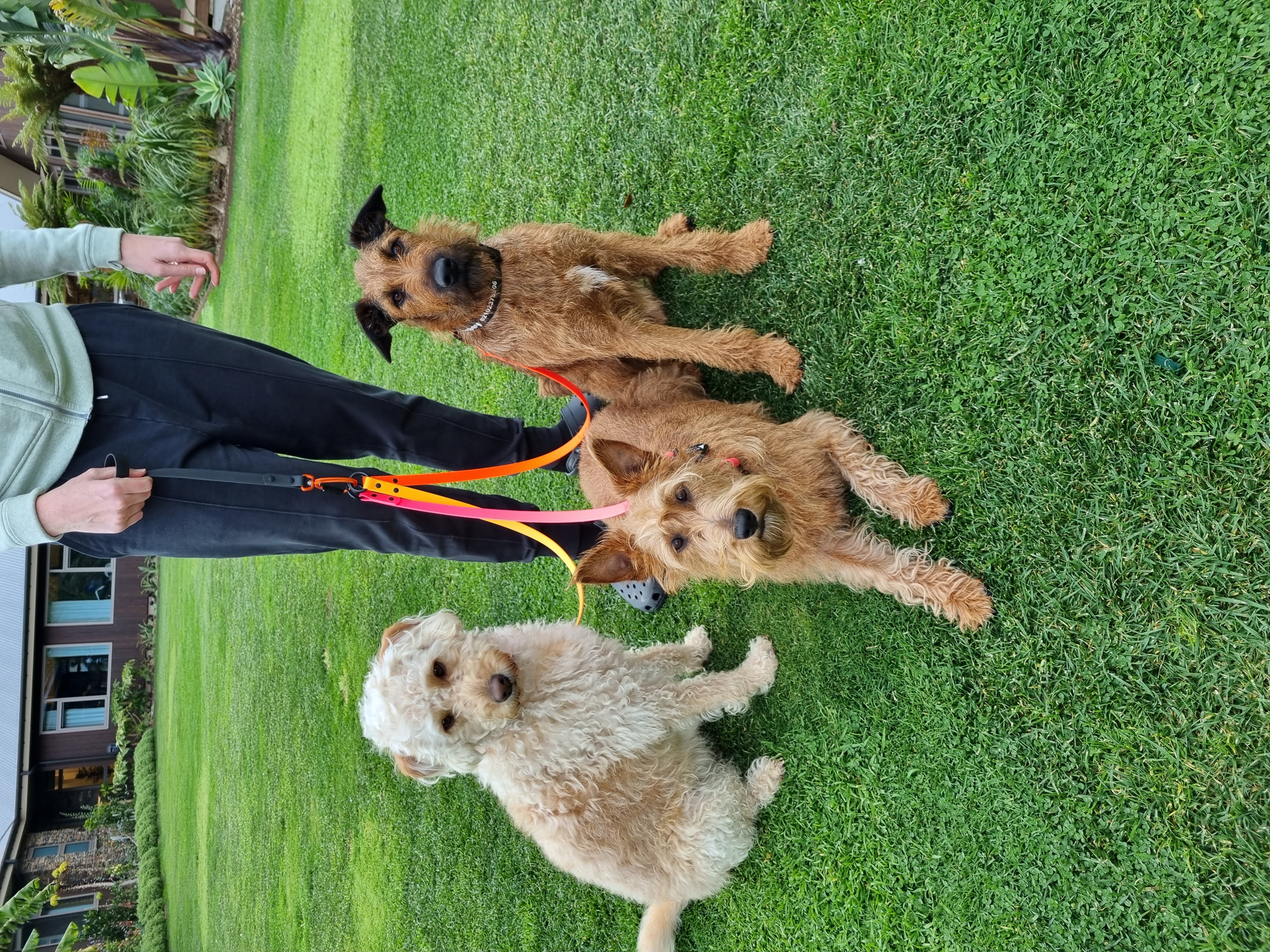 Double Dog Lead - Three Dogs